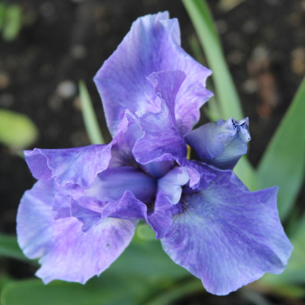 Photo of Intermediate Bearded Iris (Iris 'Eramosa Stone Washed') uploaded by bratwithcat