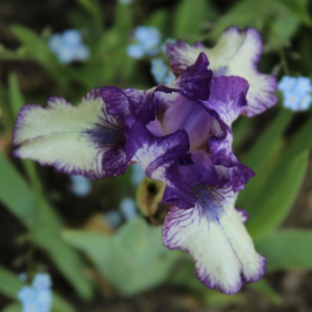 Photo of Intermediate Bearded Iris (Iris 'Rare Edition') uploaded by bratwithcat