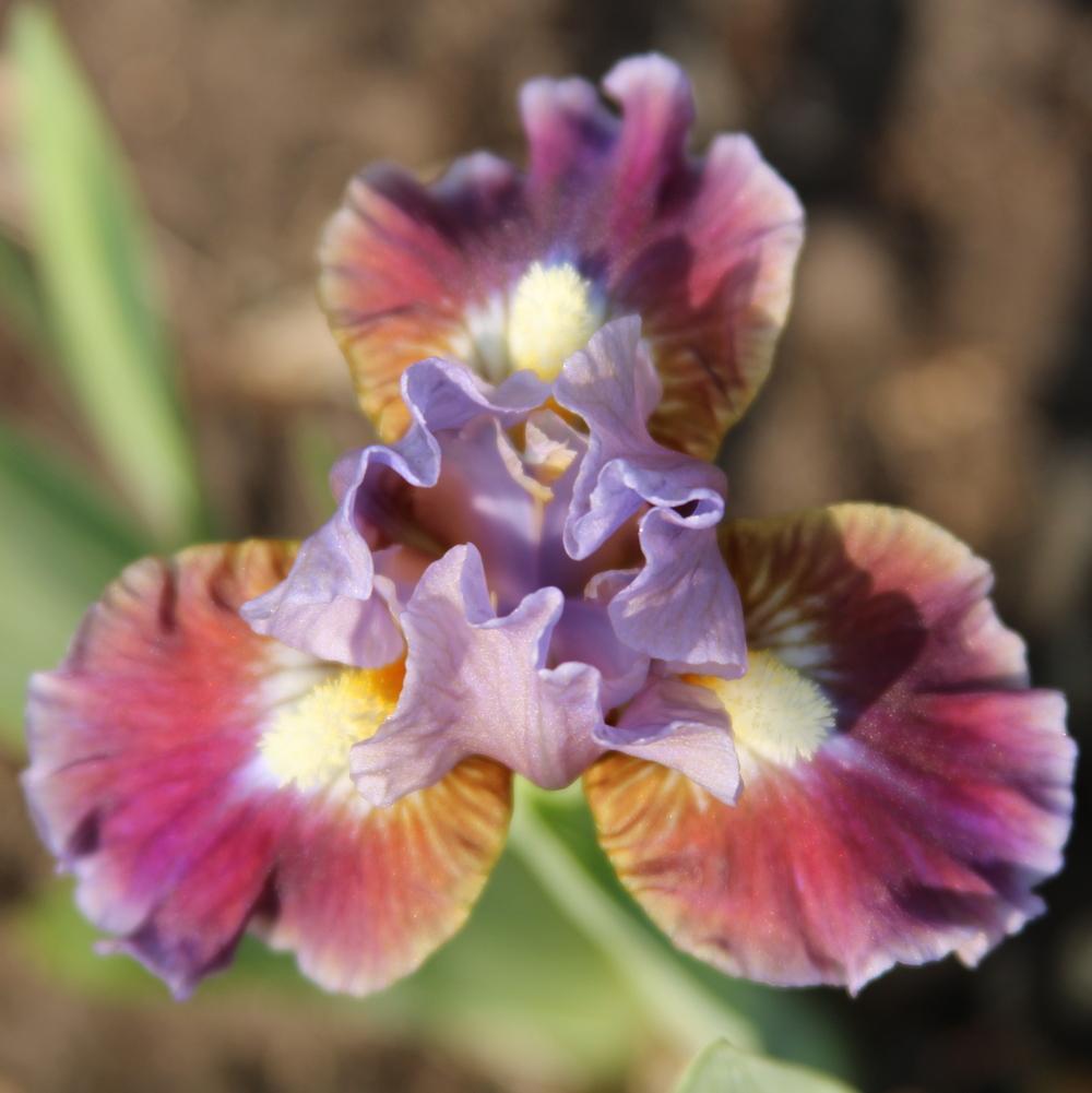 Photo of Standard Dwarf Bearded Iris (Iris 'Devoted') uploaded by bratwithcat
