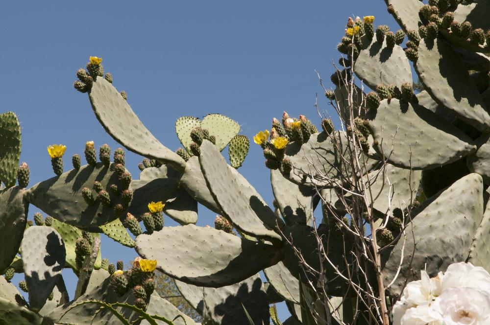 Photo of Indian Fig (Opuntia ficus-indica) uploaded by cliftoncat