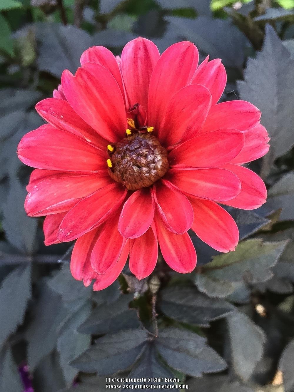 Photo of Dahlia Dahlightful™ Sultry Scarlet uploaded by clintbrown