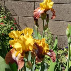 Location: SW Row 1-4
Date: 3-21-16
Beautiful combination of colors, multiple long lasting bloom.