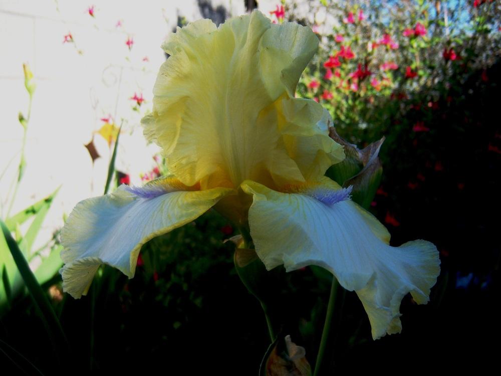 Photo of Tall Bearded Iris (Iris 'Sky Hooks') uploaded by cocoajuno