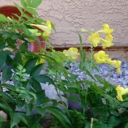 Location: SW yard
Date: Spring
Notice the throat of this yellow bell is white, it is a much clea