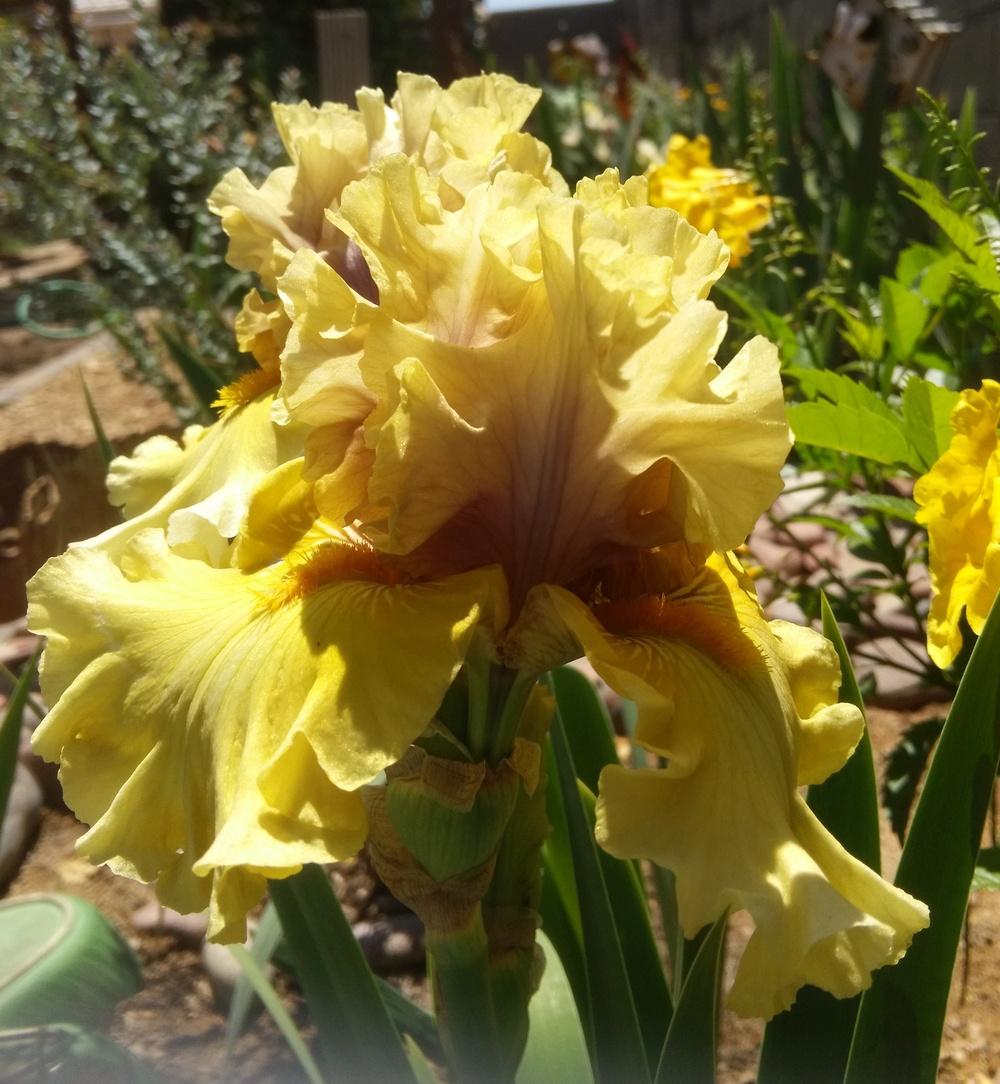 Photo of Tall Bearded Iris (Iris 'Secret Rites') uploaded by cocoajuno