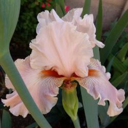 Location: SW Row 2-4
Date: 3-20-16
This pink peach iris with gold veins and orange beards is a strik