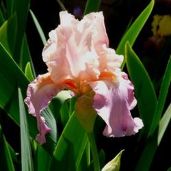 Location: SW Row 2-6
Date: 4-17-16
Hard to capture this beautiful iris in our sun.