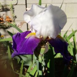 Location: NW Row 2-5
Date: 4-21-16
The cooler grown iris take an extra year or two to settle in and 