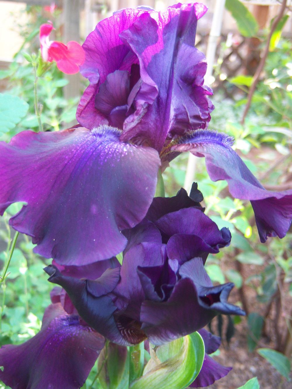 Photo of Tall Bearded Iris (Iris 'Night Ruler') uploaded by cocoajuno