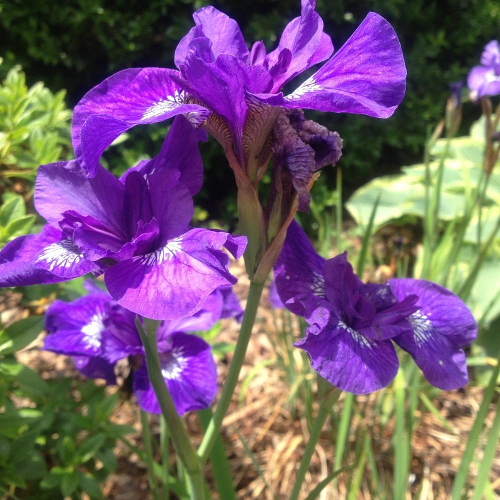 Photo of Siberian Iris (Iris 'Lady Vanessa') uploaded by csandt