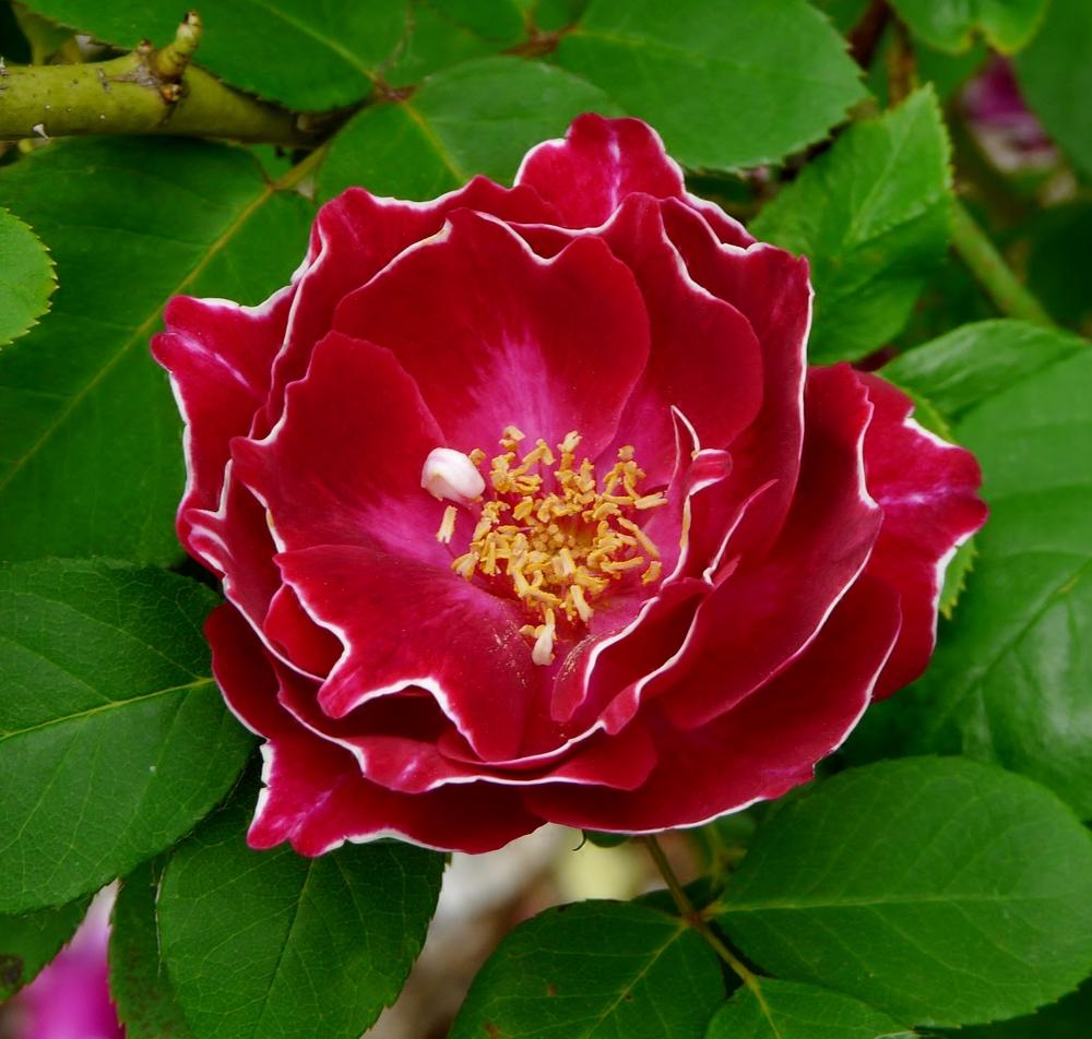 Photo of Rose (Rosa 'Baron Girod de l'Ain') uploaded by cwhitt