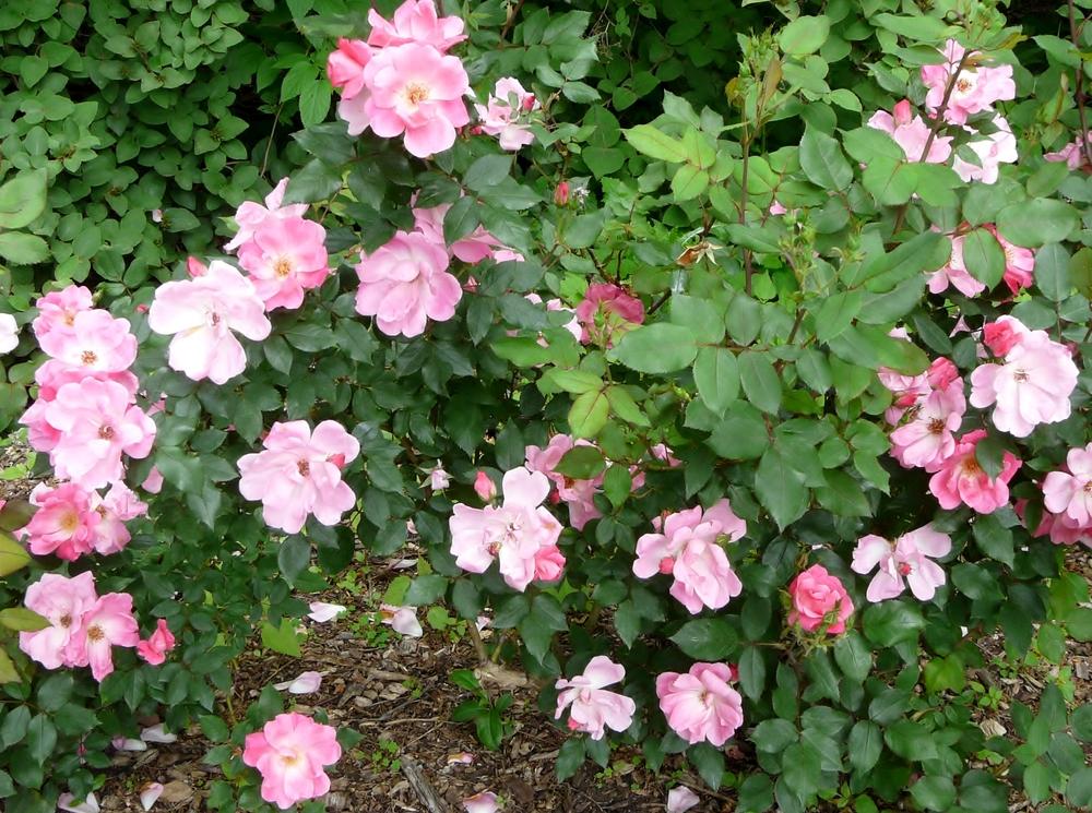 Photo of Rose (Rosa 'Pink Knock Out') uploaded by cwhitt
