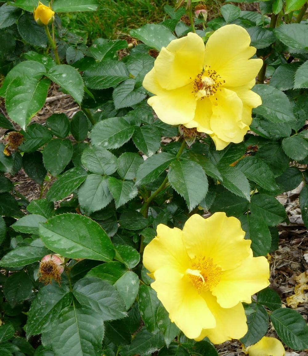 Photo of Rose (Rosa 'Lemon Fizz') uploaded by cwhitt