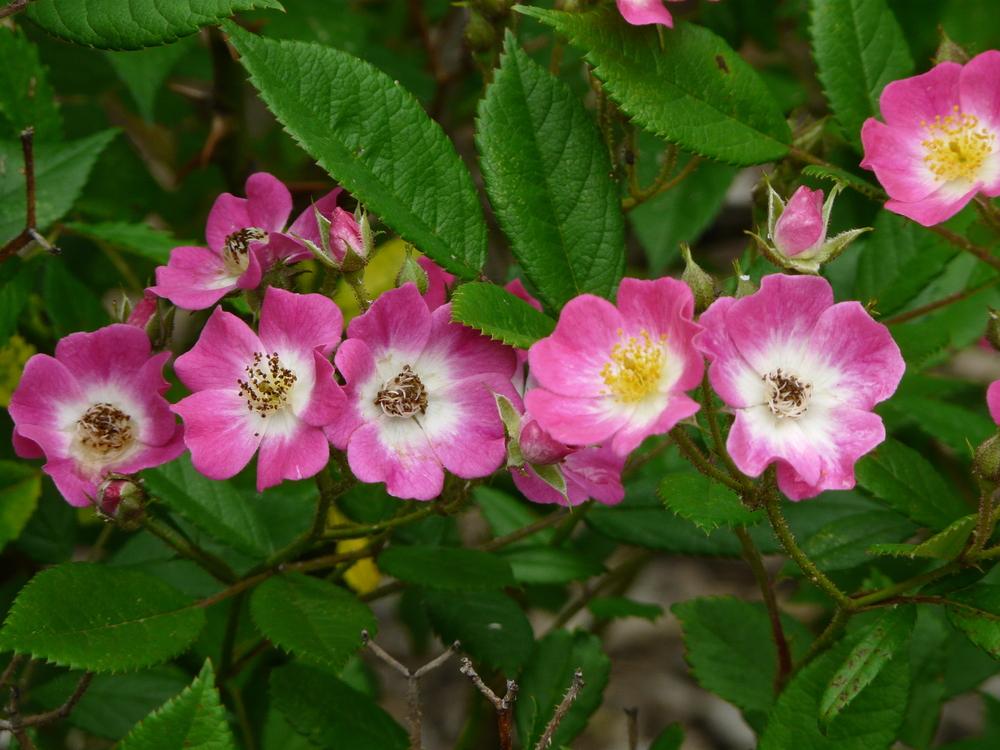 Photo of Rose (Rosa 'Mozart') uploaded by cwhitt