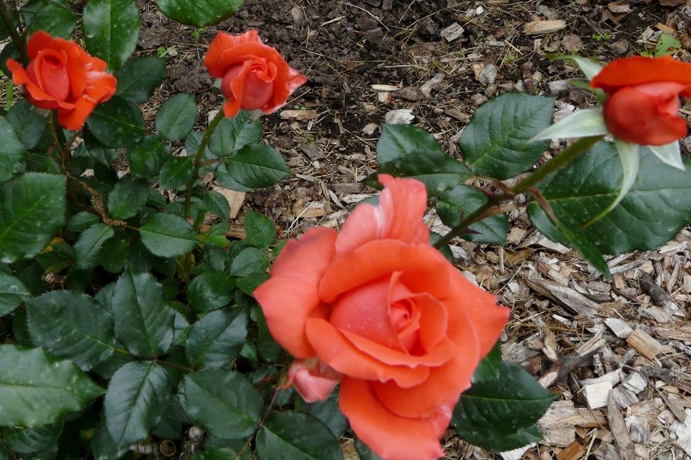 Photo of Rose (Rosa 'Lasting Peace') uploaded by cwhitt