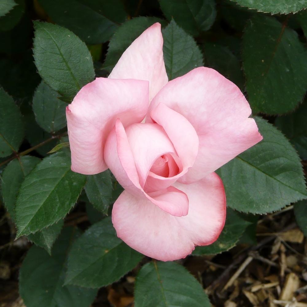Photo of Rose (Rosa 'Eliza') uploaded by cwhitt