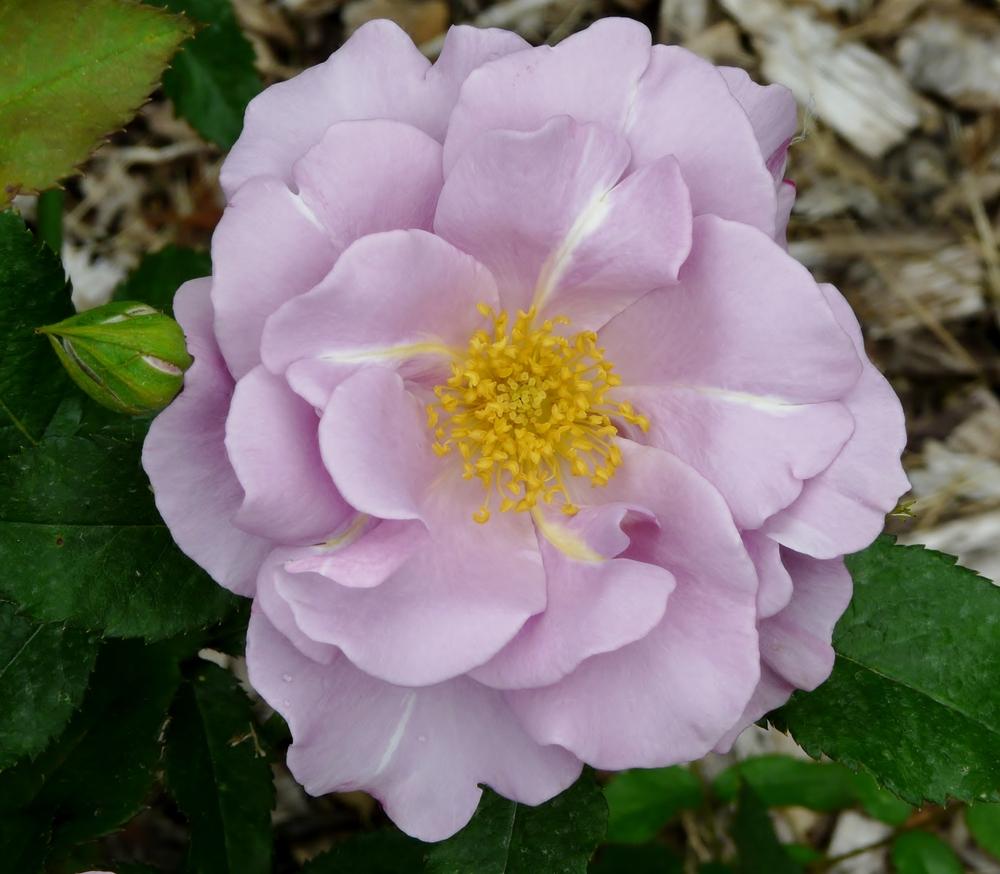 Photo of Rose (Rosa 'Blueberry Hill') uploaded by cwhitt