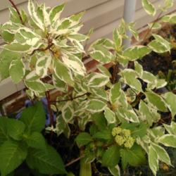 Location: Maple hill, NC
Date: 2016-05-29
green and white variegated leaves
