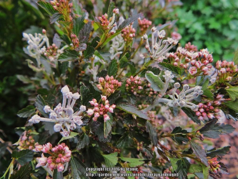 Photo of Eastern Ninebark (Physocarpus opulifolius First Editions® Little Devil™) uploaded by foraygardengirl