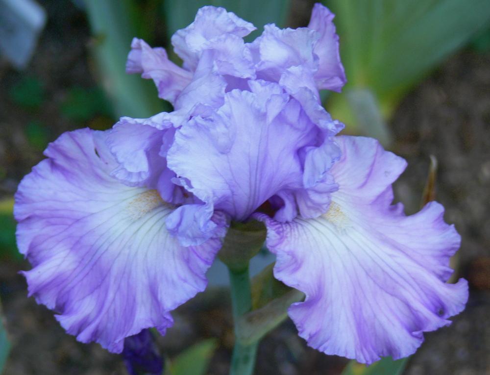 Photo of Tall Bearded Iris (Iris 'French Lilacs') uploaded by janwax