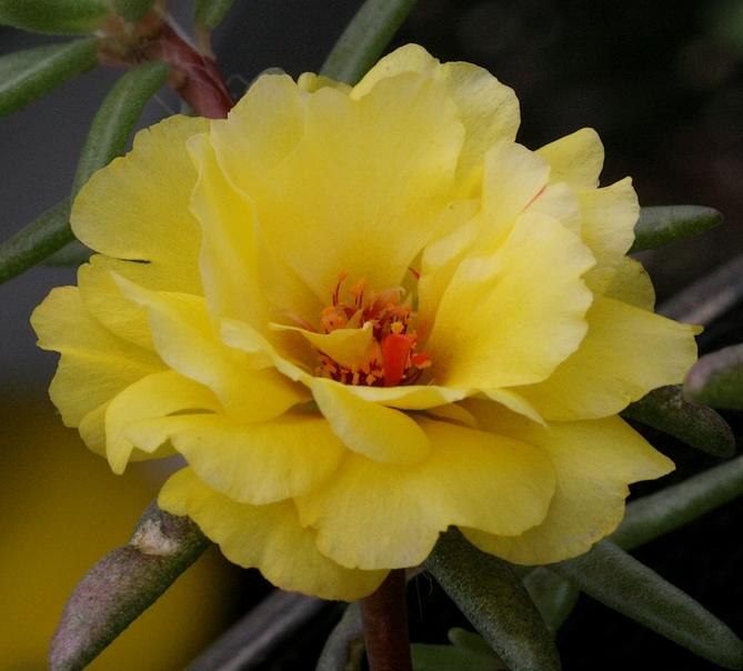Photo of Moss Rose (Portulaca grandiflora) uploaded by krobra