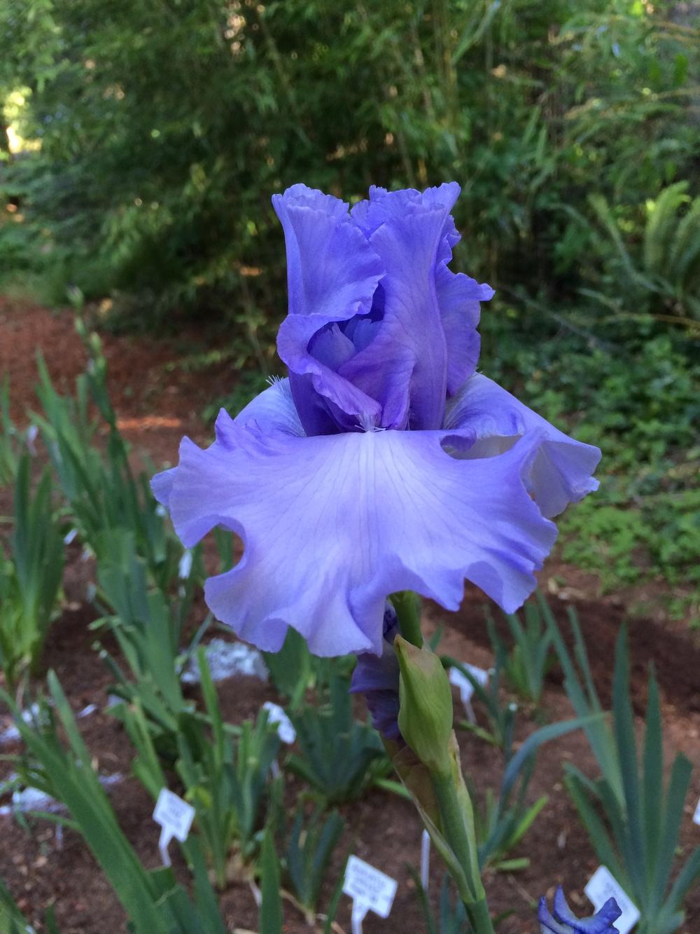 Photo of Tall Bearded Iris (Iris 'Blue Hour') uploaded by lharvey16