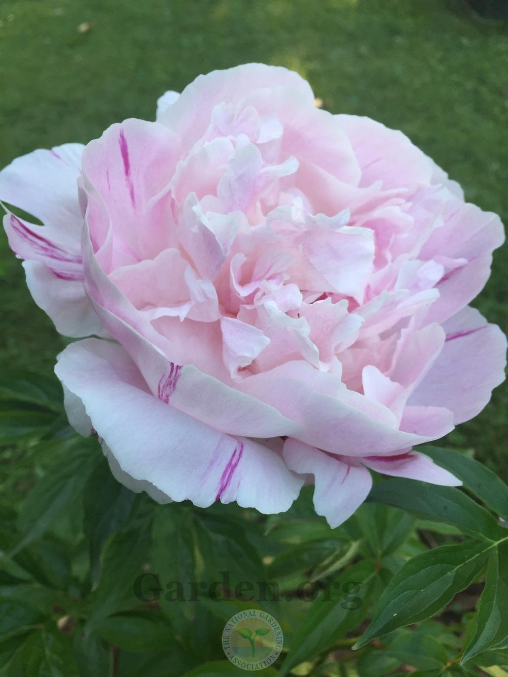 Photo of Peony (Paeonia lactiflora 'Orchid Annie') uploaded by magnolialover