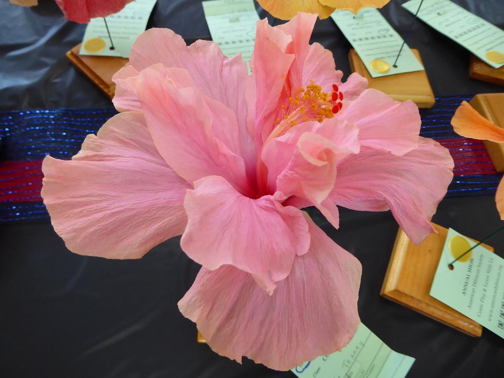Photo of Tropical Hibiscus (Hibiscus rosa-sinensis 'Cele Tinney') uploaded by mellielong