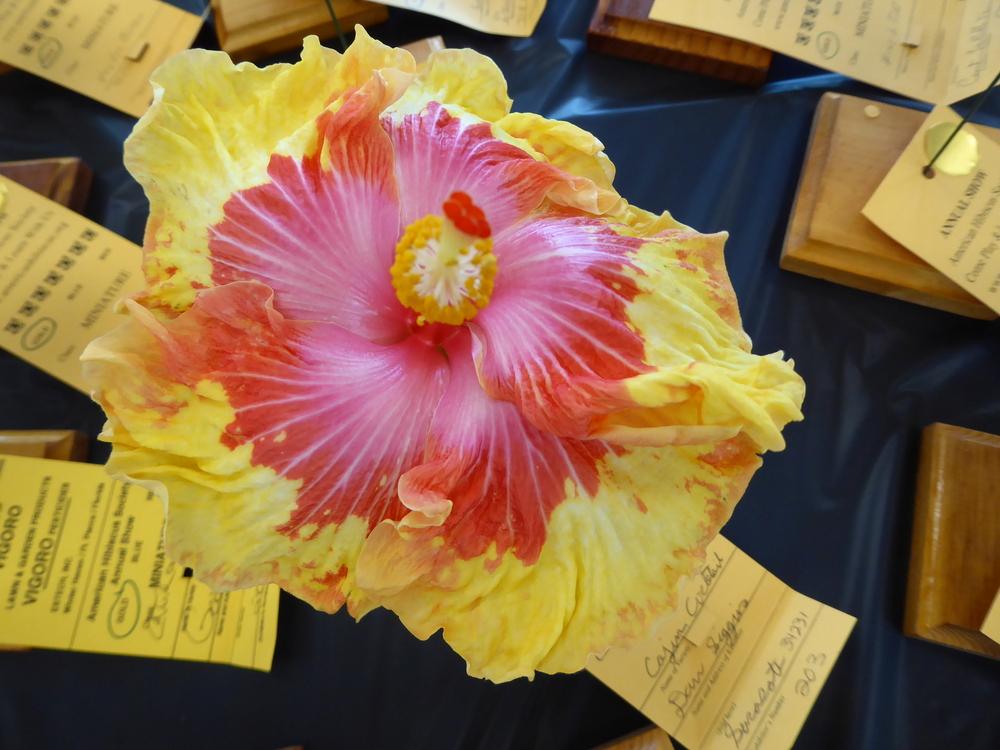 Photo of Tropical Hibiscus (Hibiscus rosa-sinensis 'Cajun Cocktail') uploaded by mellielong