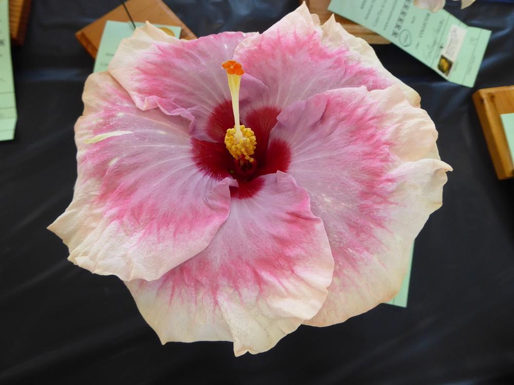 Photo of Tropical Hibiscus (Hibiscus rosa-sinensis 'Rebellious Lady') uploaded by mellielong
