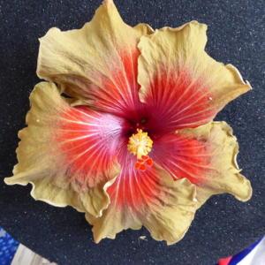 Sunset Chapter, American Hibiscus Society show, Winner Commercial