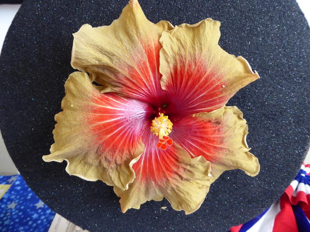 Photo of Tropical Hibiscus (Hibiscus rosa-sinensis 'Pushpa Suresh') uploaded by mellielong