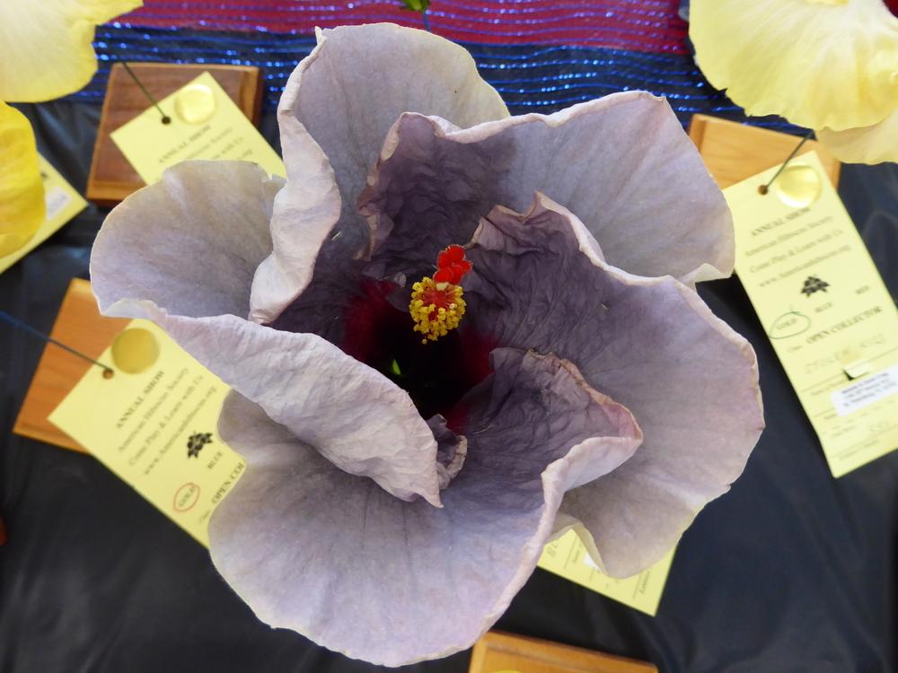 Photo of Tropical Hibiscus (Hibiscus rosa-sinensis 'Blue Jean Baby') uploaded by mellielong