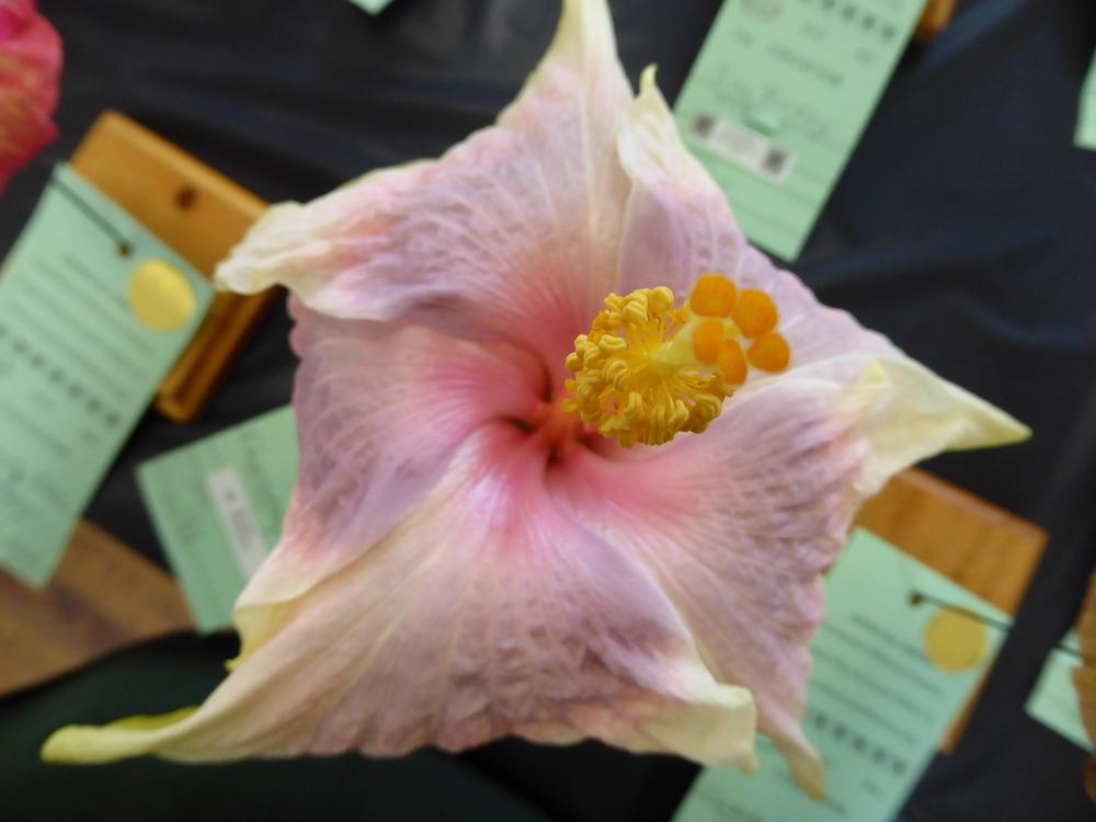 Photo of Tropical Hibiscus (Hibiscus rosa-sinensis 'Tahitian Lavender Pastel') uploaded by mellielong
