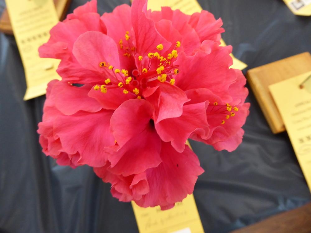 Photo of Tropical Hibiscus (Hibiscus rosa-sinensis 'Pride of Hankins') uploaded by mellielong