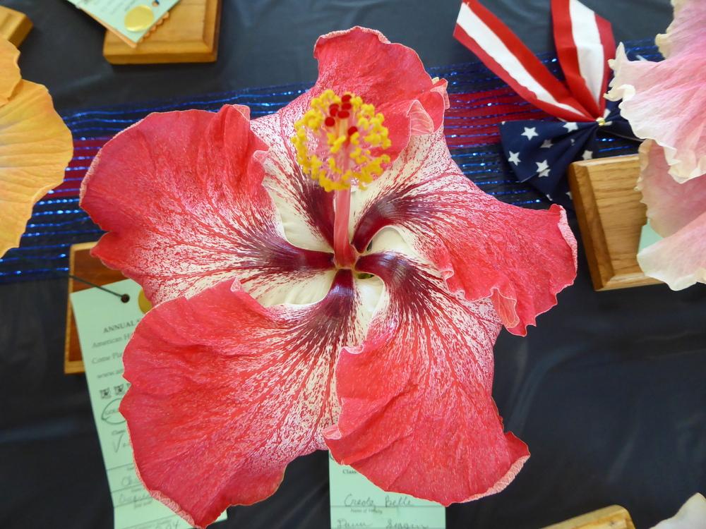 Photo of Tropical Hibiscus (Hibiscus rosa-sinensis 'Creole Belle') uploaded by mellielong