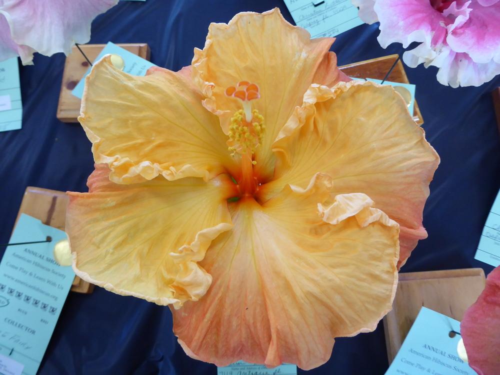 Photo of Tropical Hibiscus (Hibiscus rosa-sinensis 'Who Dat') uploaded by mellielong