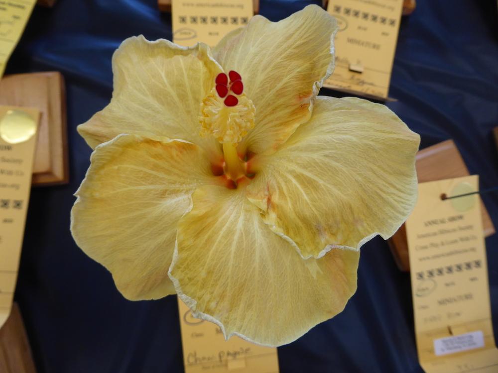 Photo of Tropical Hibiscus (Hibiscus rosa-sinensis 'Champagne') uploaded by mellielong