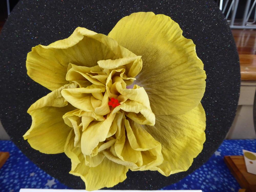 Photo of Tropical Hibiscus (Hibiscus rosa-sinensis 'Time for Magic') uploaded by mellielong