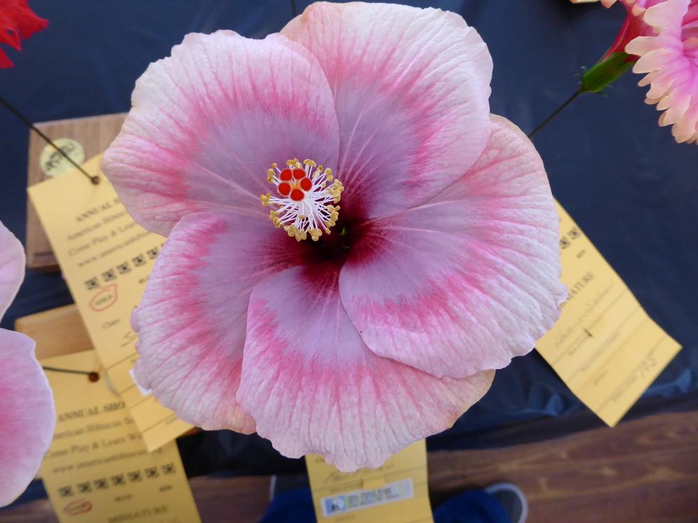 Photo of Tropical Hibiscus (Hibiscus rosa-sinensis 'Moon Maiden') uploaded by mellielong