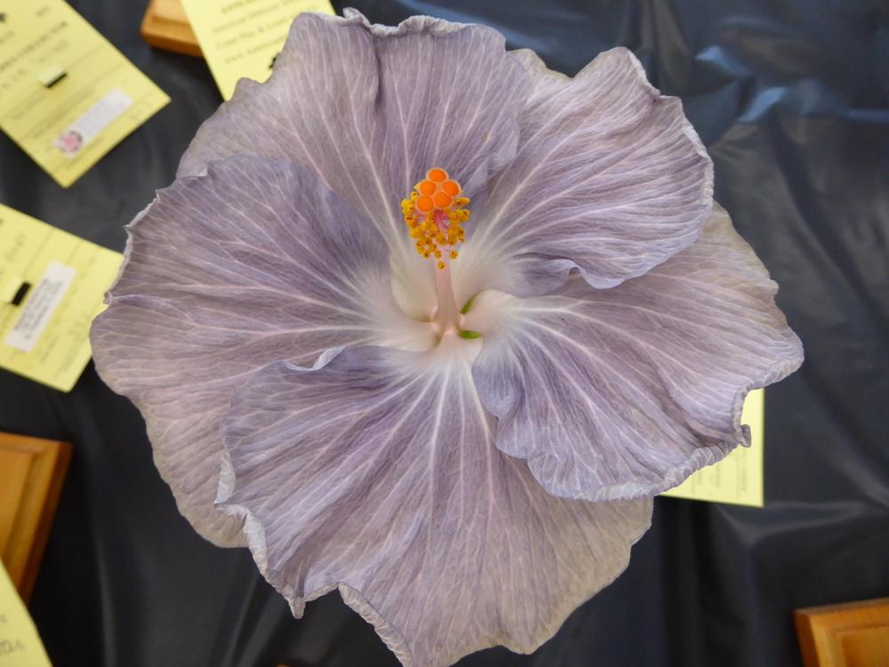 Photo of Tropical Hibiscus (Hibiscus rosa-sinensis 'Bluer than Blue') uploaded by mellielong