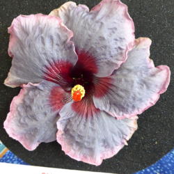 Location: Pinellas Park, FL
Date: 2016-05-29
Sunset Chapter, American Hibiscus Society show, Winner Collector 