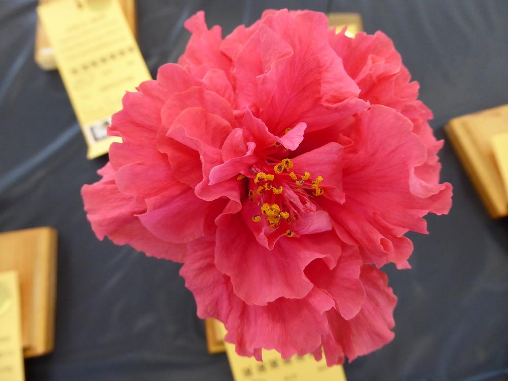 Photo of Tropical Hibiscus (Hibiscus rosa-sinensis 'Pride of Hankins') uploaded by mellielong