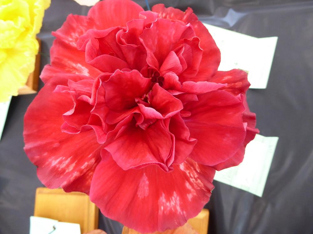 Photo of Tropical Hibiscus (Hibiscus rosa-sinensis 'New Idea') uploaded by mellielong