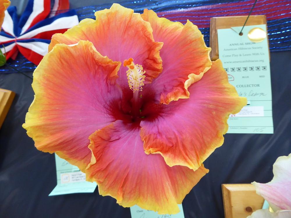 Photo of Tropical Hibiscus (Hibiscus rosa-sinensis 'Arizona Red') uploaded by mellielong