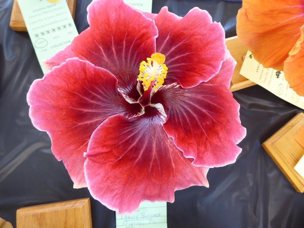 Photo of Tropical Hibiscus (Hibiscus rosa-sinensis 'Foxy Lady') uploaded by mellielong