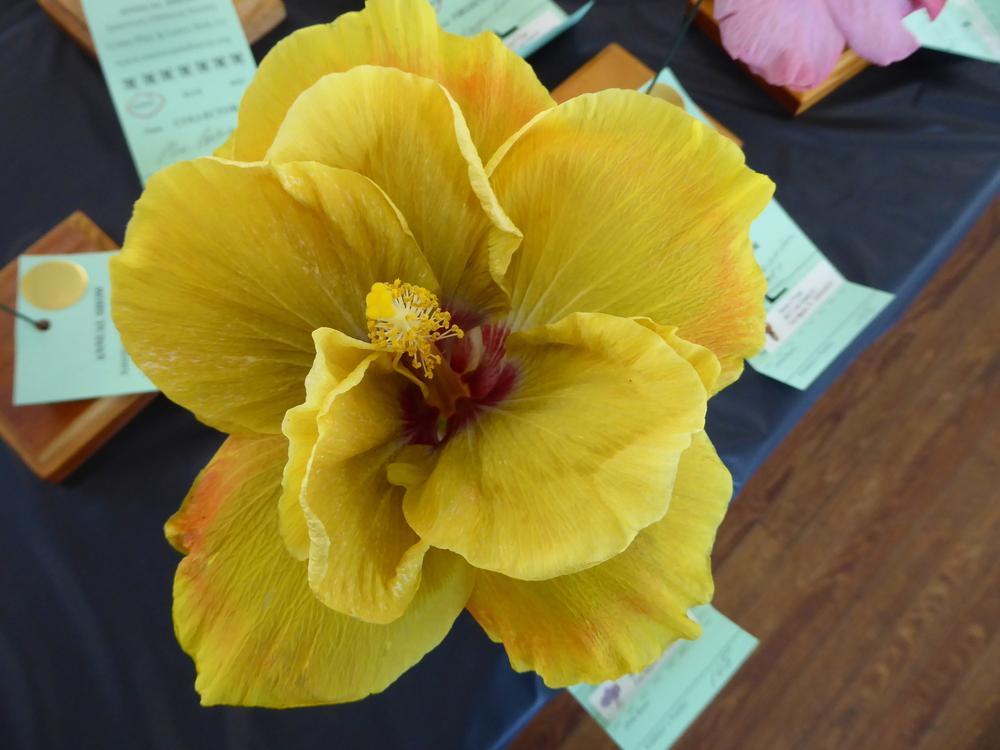Photo of Tropical Hibiscus (Hibiscus rosa-sinensis 'Chartreuse Rose') uploaded by mellielong