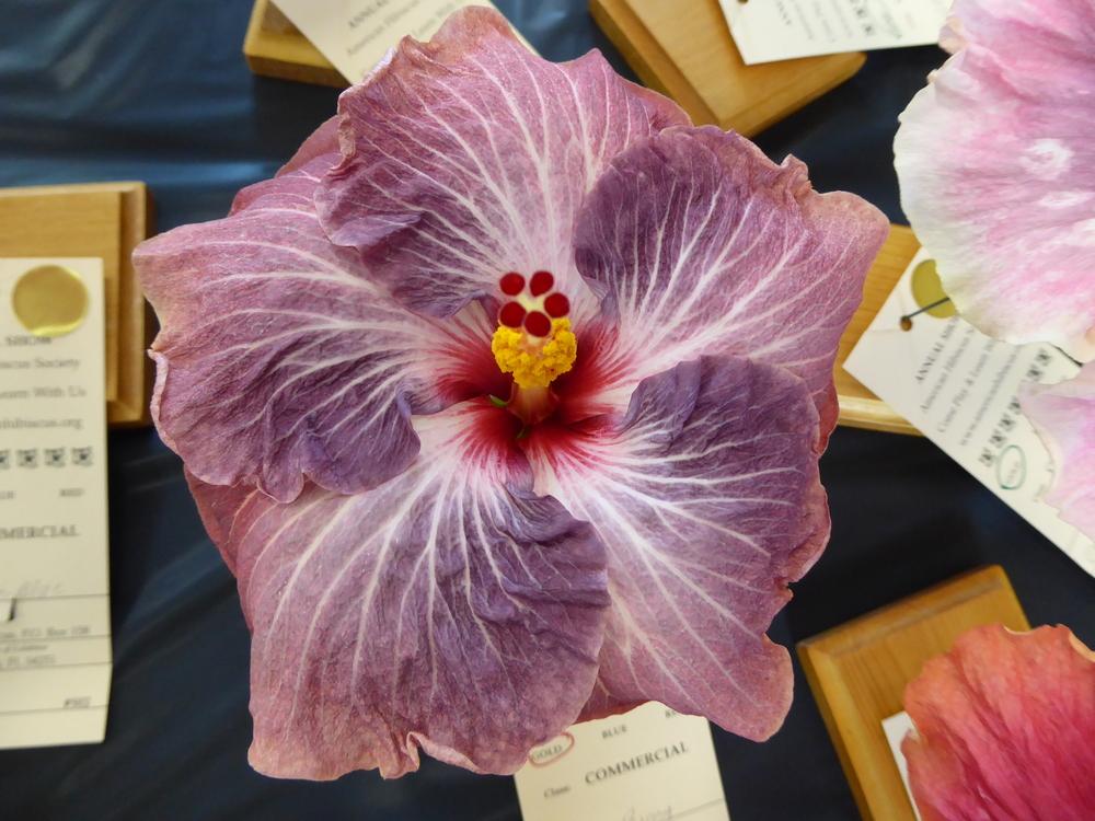 Photo of Tropical Hibiscus (Hibiscus rosa-sinensis 'Blueberry') uploaded by mellielong