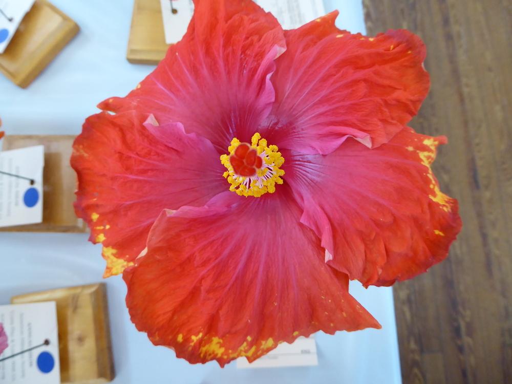 Photo of Tropical Hibiscus (Hibiscus rosa-sinensis 'Burning Desire') uploaded by mellielong