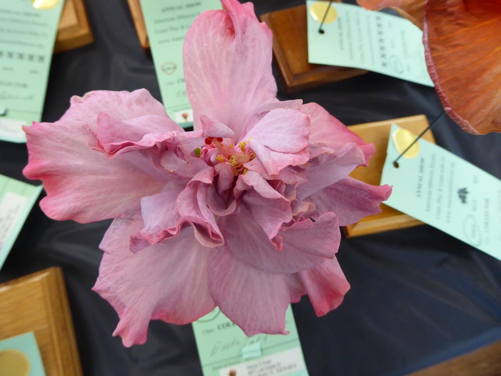 Photo of Tropical Hibiscus (Hibiscus rosa-sinensis 'Exotic Lavender Lady') uploaded by mellielong